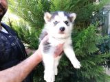 Safkan Husky Yavrularımız