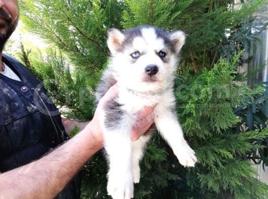 Safkan Husky Yavrularımız görsel