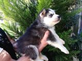 Safkan Husky Yavrularımız