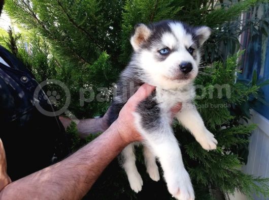 Safkan Husky Yavrularımız