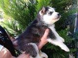 Safkan Husky Yavrularımız