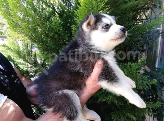 Safkan Husky Yavrularımız görsel