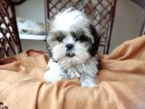 Mini boy Shih tzu Yavrularımız