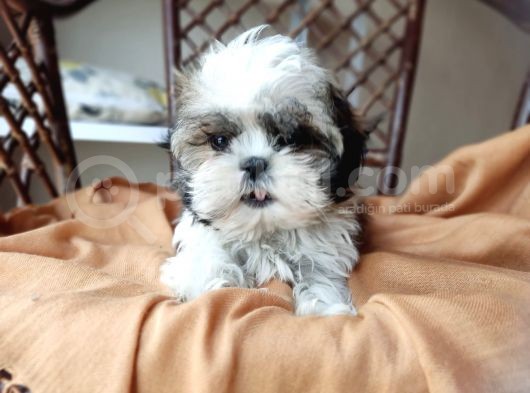 Mini Boy Shih Tzu Yavrularımız