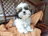 Mini Boy Shih Tzu Yavrularımız