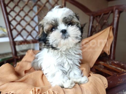 Mini Boy Shih Tzu Yavrularımız görsel