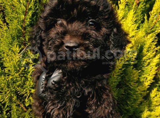 Black Toy Poodle Yavrum