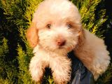 Dişi Apricot Toypoodle Yavrumuz
