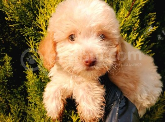 Dişi Apricot Toypoodle Yavrumuz görsel