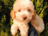 Dişi Apricot ToyPoodle yavrumuz