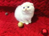 Daha Güzeli Olmadığına Eminiz Scottish Fold Yavrular