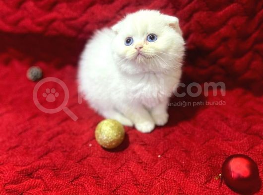 Daha Güzeli Olmadığına Eminiz Scottish Fold Yavrular