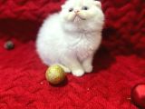 Daha Güzeli Olmadığına Eminiz Scottish Fold Yavrular