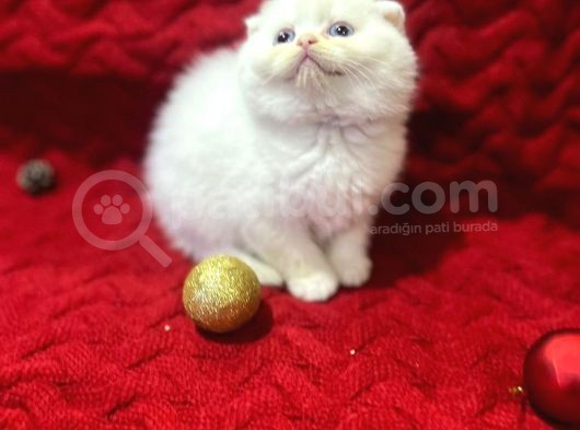 Daha Güzeli Olmadığına Eminiz Scottish Fold Yavrular görsel