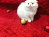 Daha Güzeli Olmadığına Eminiz Scottish Fold Yavrular
