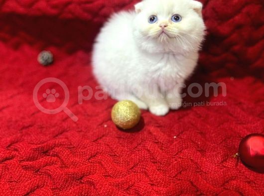 Daha Güzeli Olmadığına Eminiz Scottish Fold Yavrular görsel