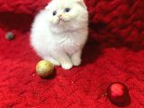 Daha Güzeli Olmadığına Eminiz Scottish Fold Yavrular