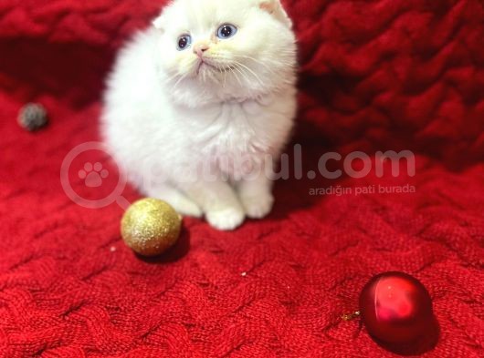 Daha Güzeli Olmadığına Eminiz Scottish Fold Yavrular görsel
