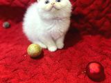 Daha Güzeli Olmadığına Eminiz Scottish Fold Yavrular
