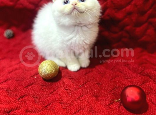 Daha Güzeli Olmadığına Eminiz Scottish Fold Yavrular görsel