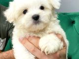 Maltesse Terrier Cinsi Güzel Yavrular 