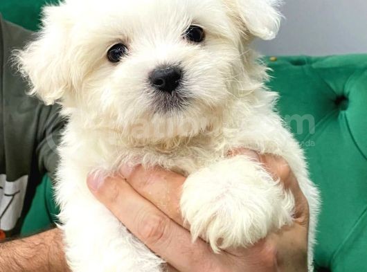 Maltesse Terrier Cinsi Güzel Yavrular  görsel