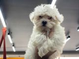 Maltesse Terrier Cinsi Güzel Yavrular