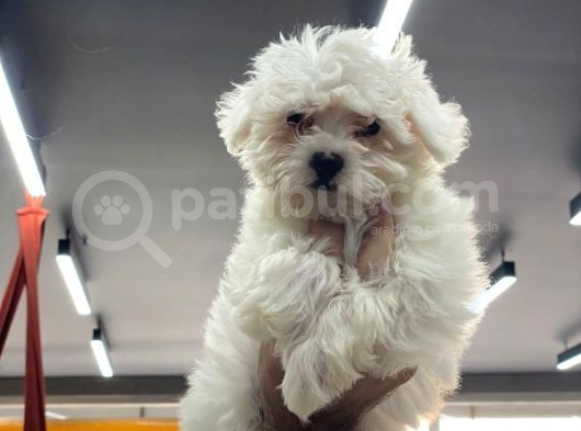 Maltesse Terrier Cinsi Güzel Yavrular