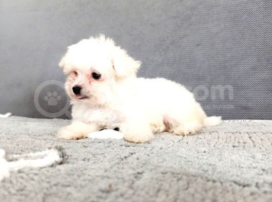 Maltesse Terrier Cinsi Güzel Yavrular görsel