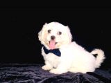 Maltesse Terrier Cinsi Güzel Yavrular 