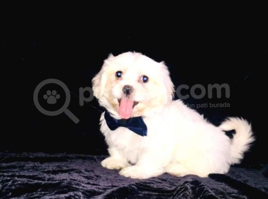 Maltesse Terrier Cinsi Güzel Yavrular 