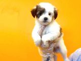 Morkie Cinsi Yavrular