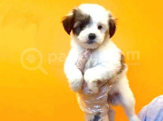 Morkie Cinsi Yavrular görsel