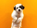 Morkie Cinsi Yavrular