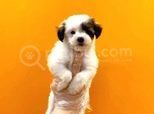 Morkie Cinsi Yavrular