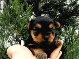 Morkie Cinsi Yavrular