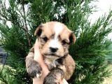 Morkie Cinsi Yavrular 