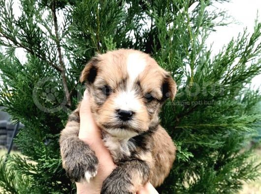 Morkie Cinsi Yavrular  görsel
