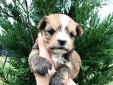 Morkie Cinsi Yavrular 