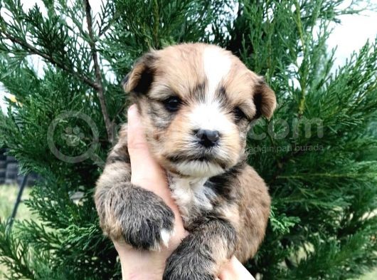 Morkie Cinsi Yavrular 