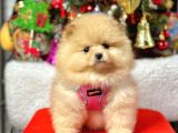 Safkan Pomeranian Boo Yavrularımız