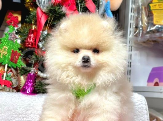 Safkan Pomeranian Boo Yavrularımız görsel