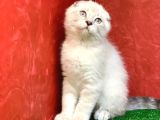 Sifir Kulak Yuvarlak Kafa Lynx Point Scottish Fold Yavrumuz