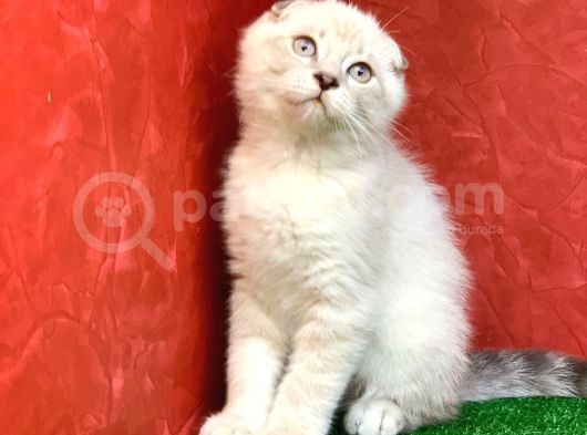 Sifir Kulak Yuvarlak Kafa Lynx Point Scottish Fold Yavrumuz görsel