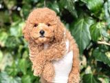 Sevimli Mini Boy Poodle Bebeklerimiz