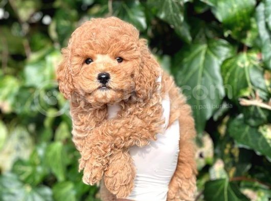 Irk Ve Saglik Garantili Poodle Bebekler görsel