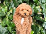 Irk Ve Saglik Garantili Poodle Bebekler