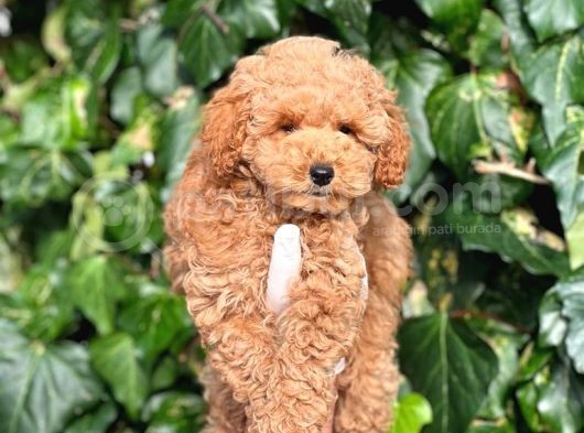 Irk Ve Saglik Garantili Poodle Bebekler görsel