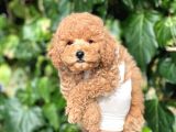 Sevimli Mini Boy Poodle Bebeklerimiz