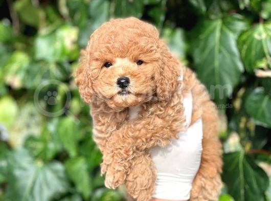 Sevimli Mini Boy Poodle Bebeklerimiz